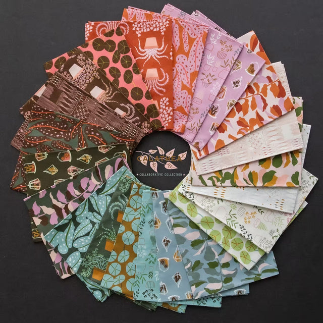 Ruby Star Society Calathea